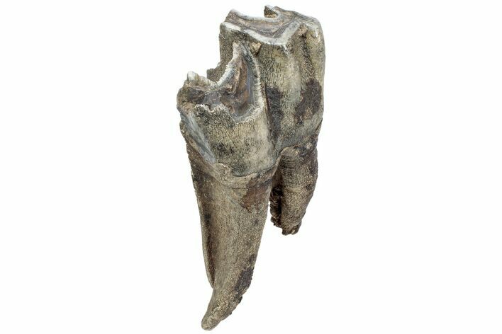 Fossil Woolly Rhino (Coelodonta) Tooth - Siberia #225207